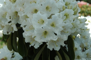 Rhodo decorum Best White G B
